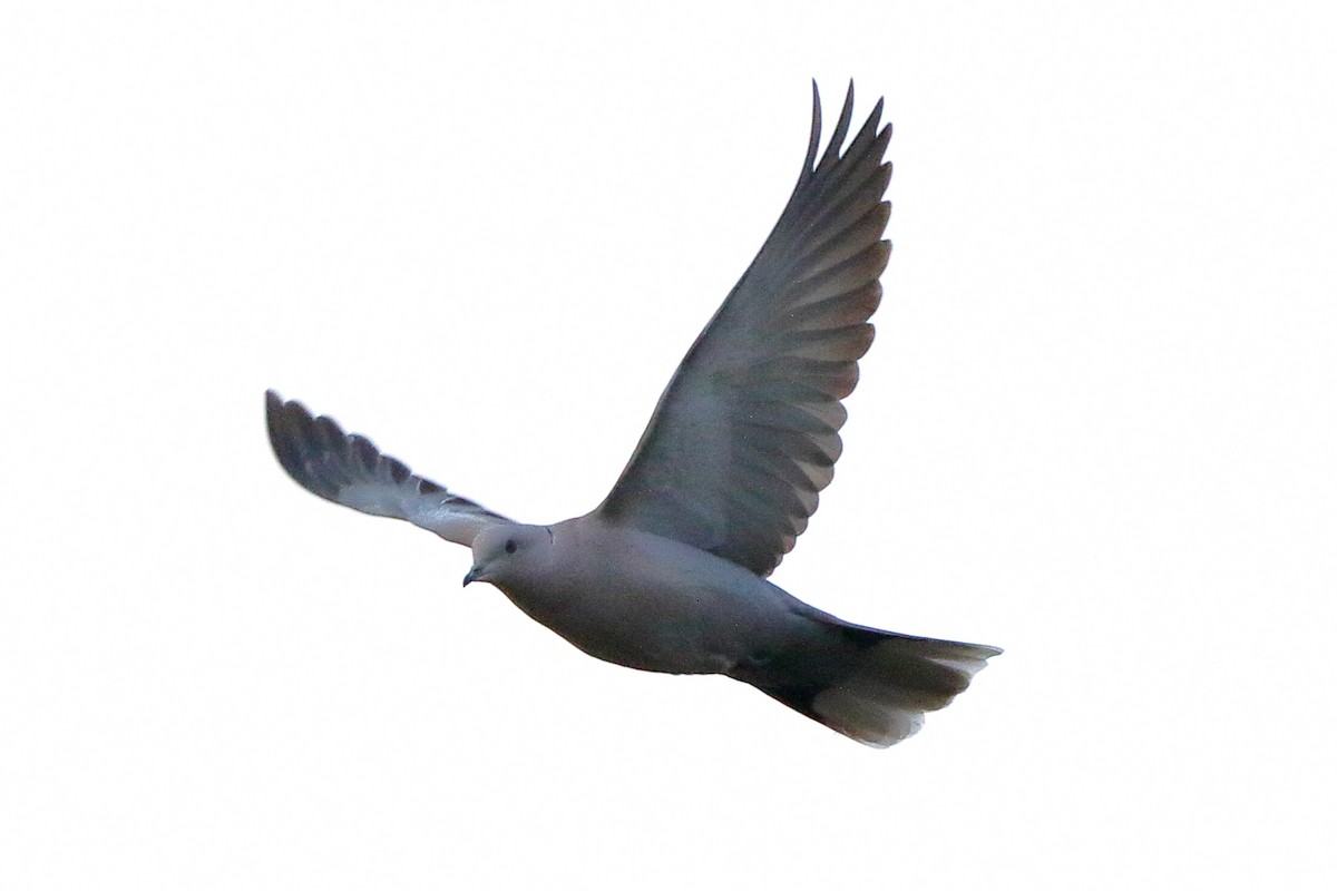 Eurasian Collared-Dove - ML303000151