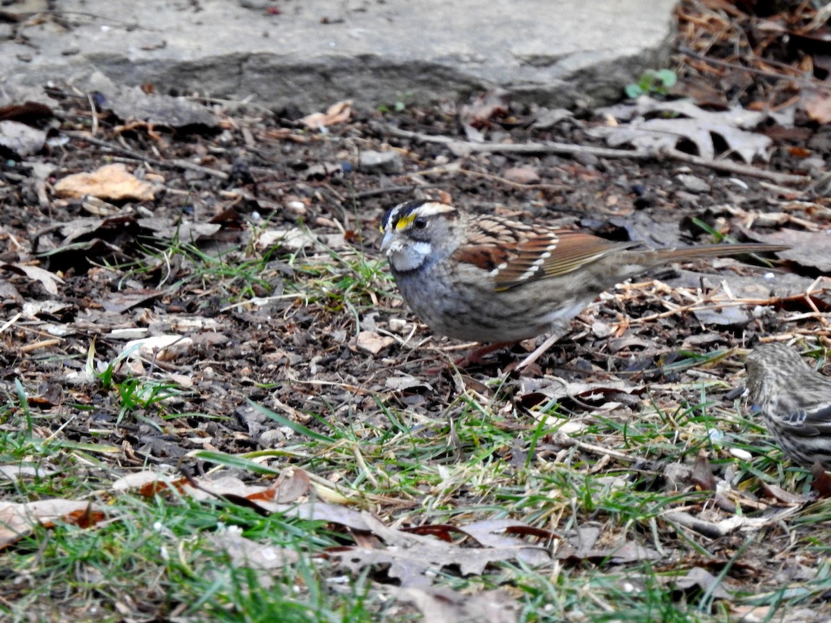 White-throated Sparrow - ML303002101