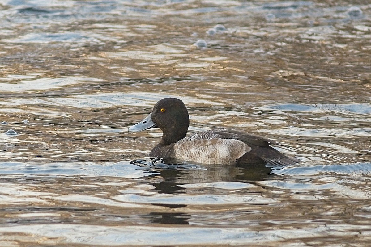 小斑背潛鴨 - ML303002891