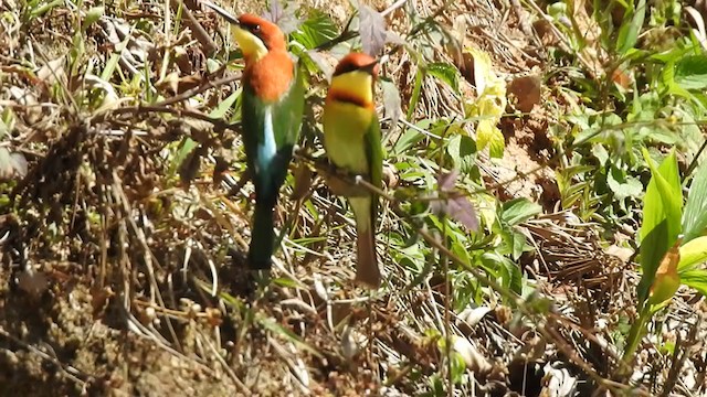 Chestnut-headed Bee-eater - ML303004041