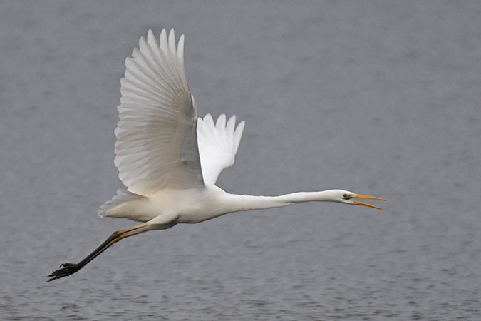 Great Egret - ML303004731