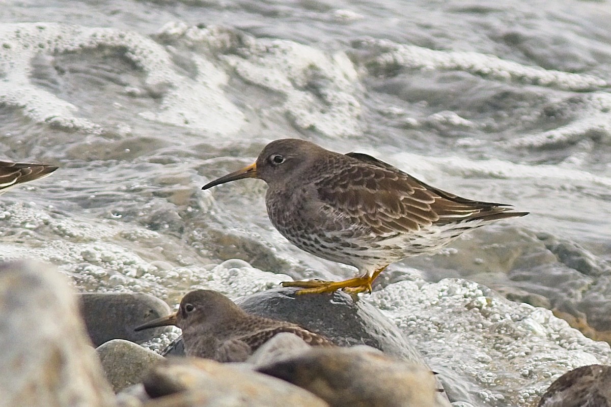 Purple Sandpiper - ML303004751