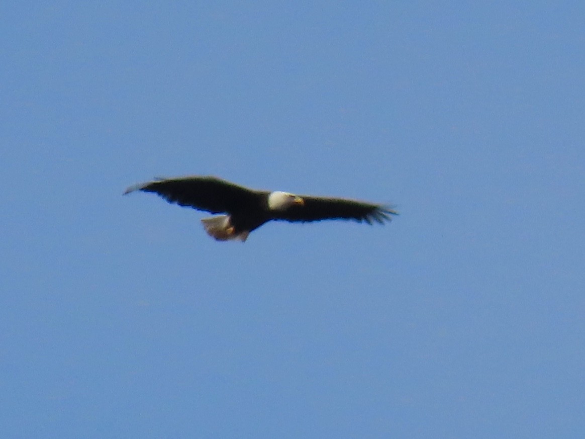 Bald Eagle - ML303004771