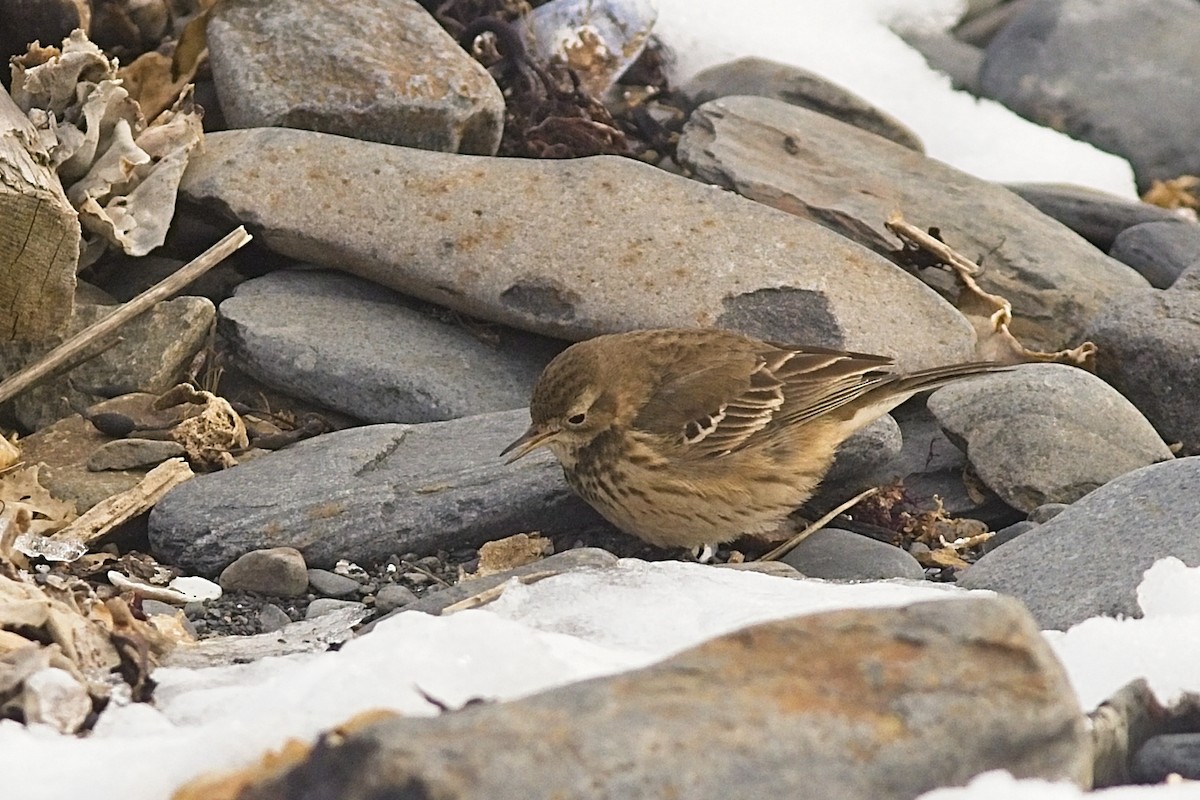 American Pipit - ML303004871