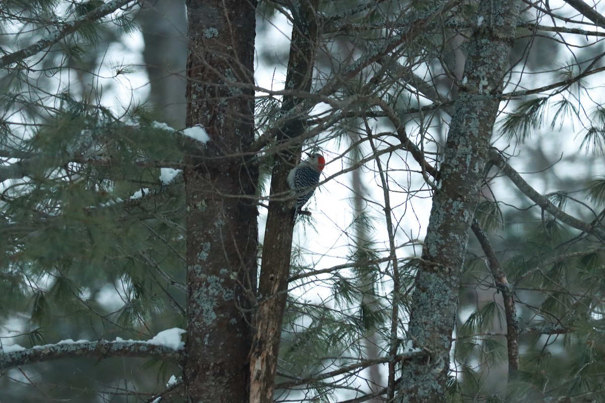 Red-bellied Woodpecker - ML303005091