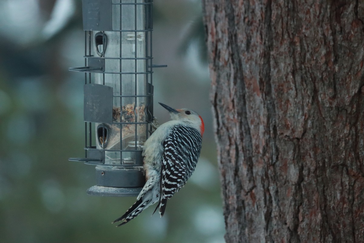 Red-bellied Woodpecker - ML303005111