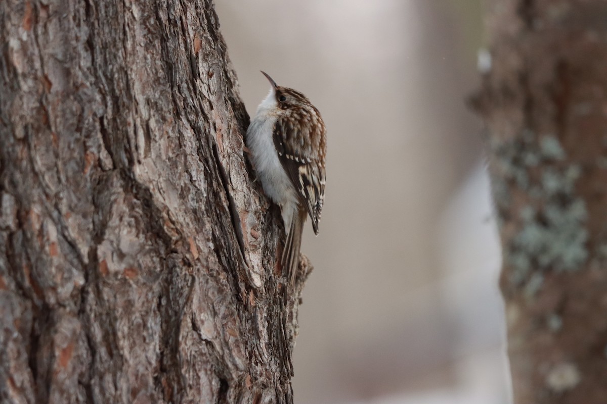 Brown Creeper - ML303005191