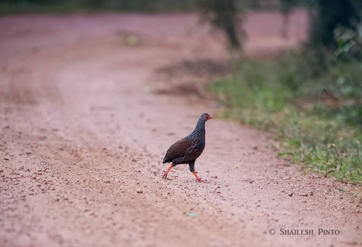 Handsome Spurfowl - ML30300601