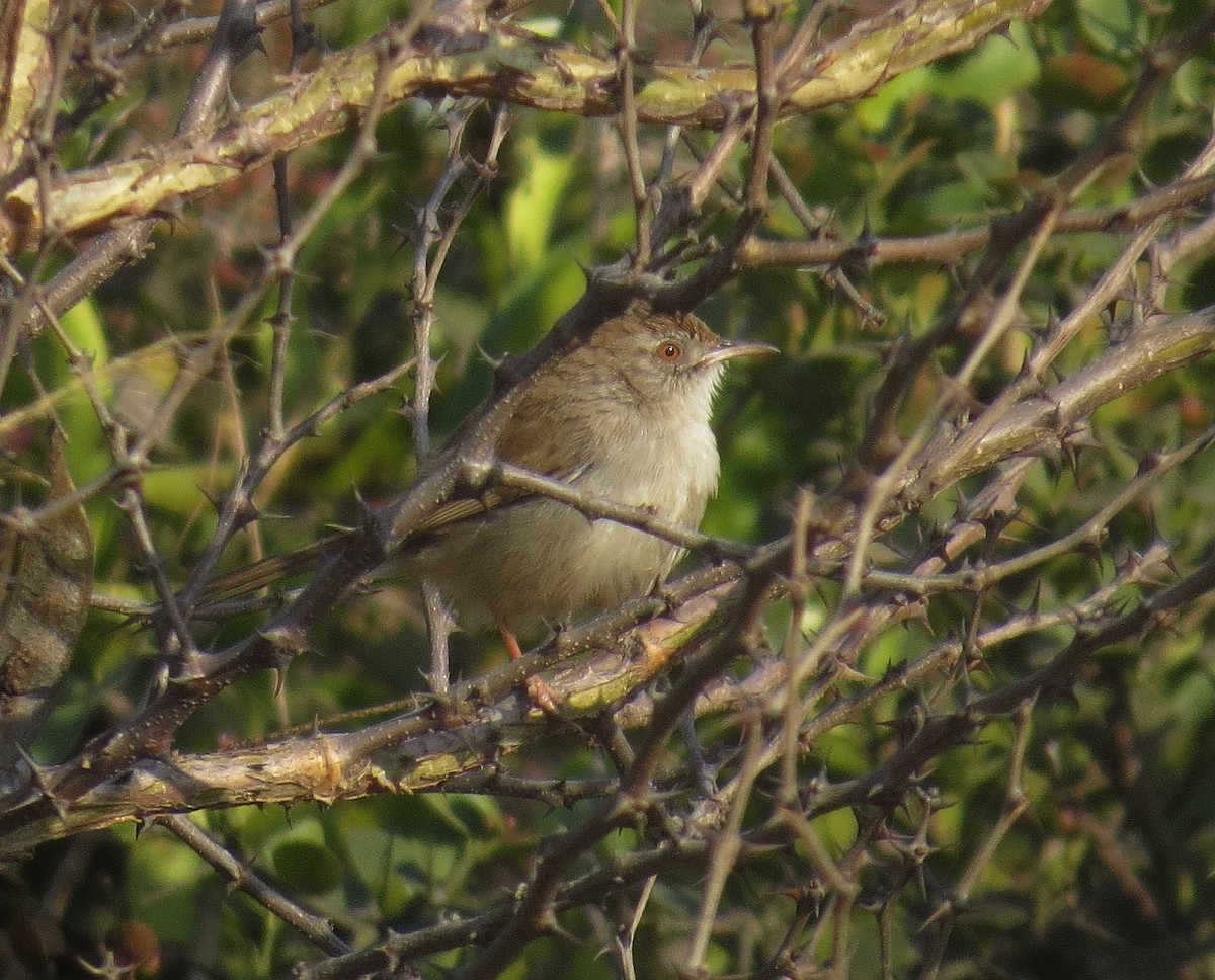 Prinia Frentirrufa - ML303006691