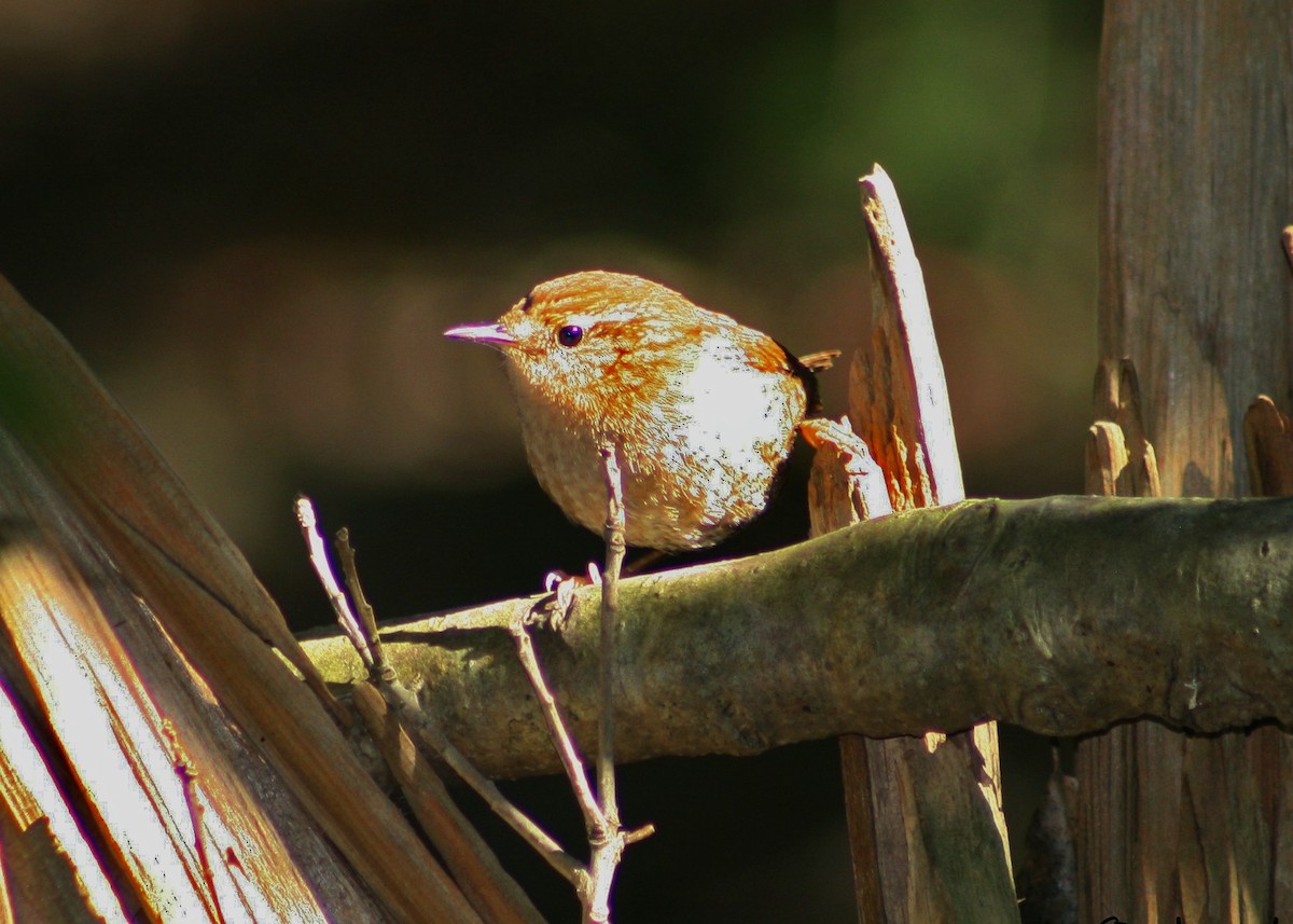 Winter Wren - ML303007421