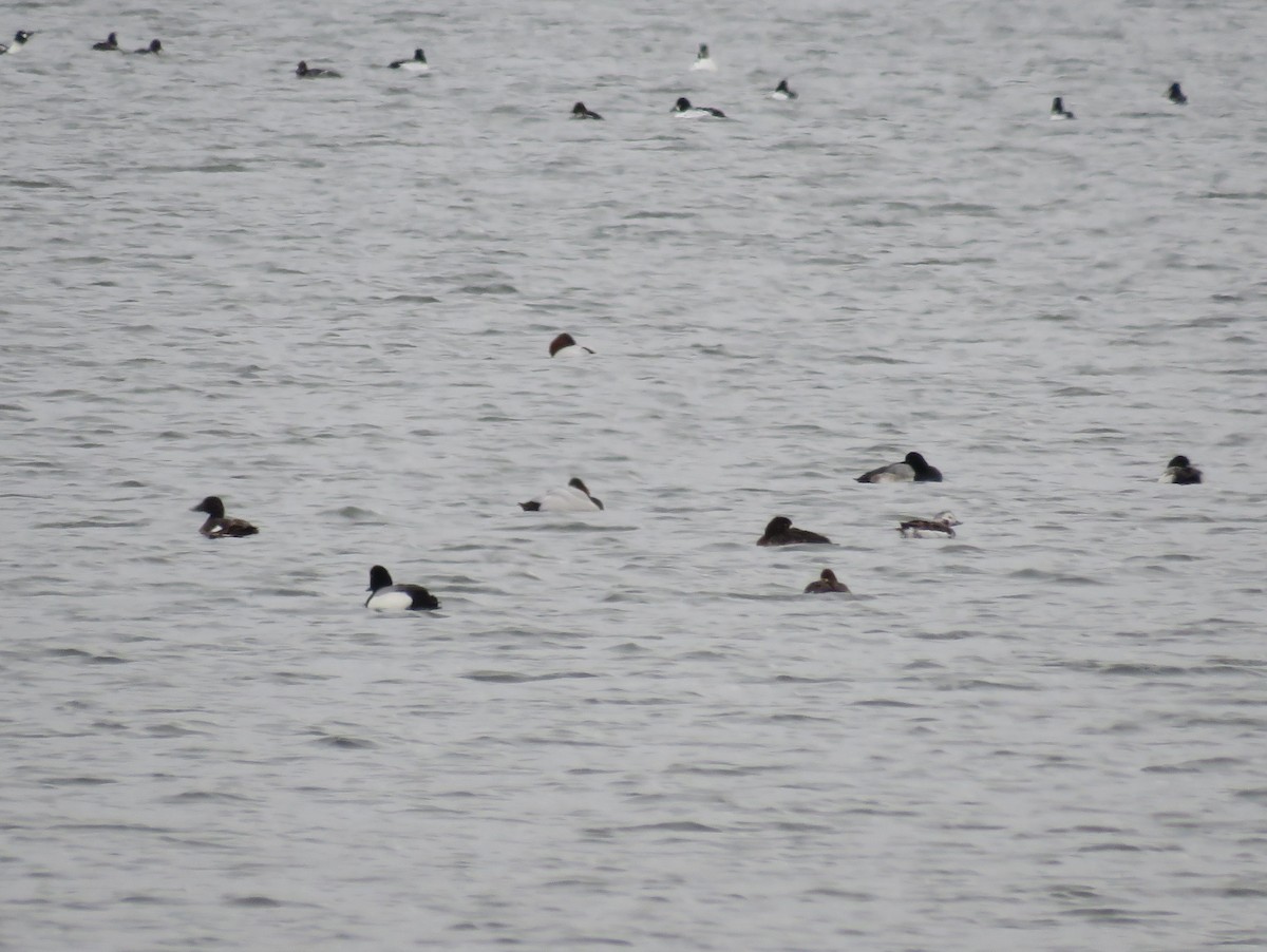 White-winged Scoter - ML303007811