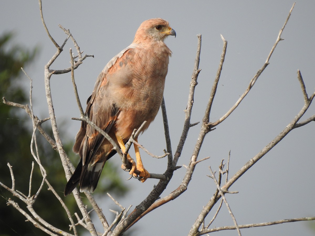 Savanna Hawk - ML303011121