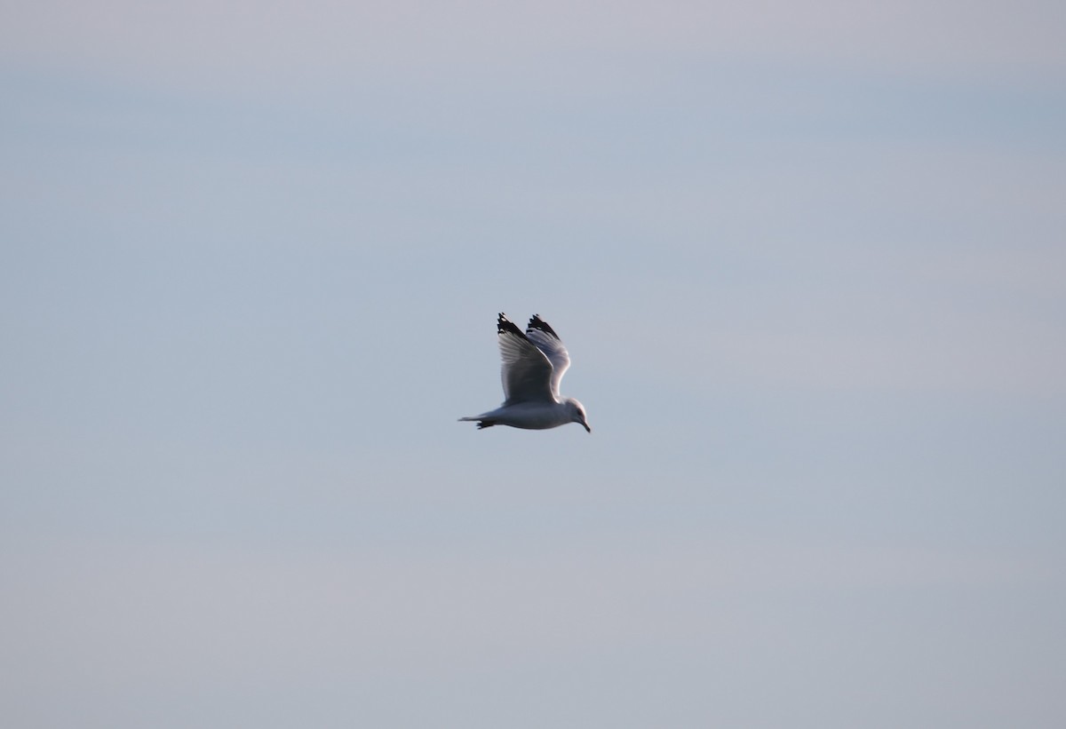 Ring-billed Gull - Laurel Barnhill