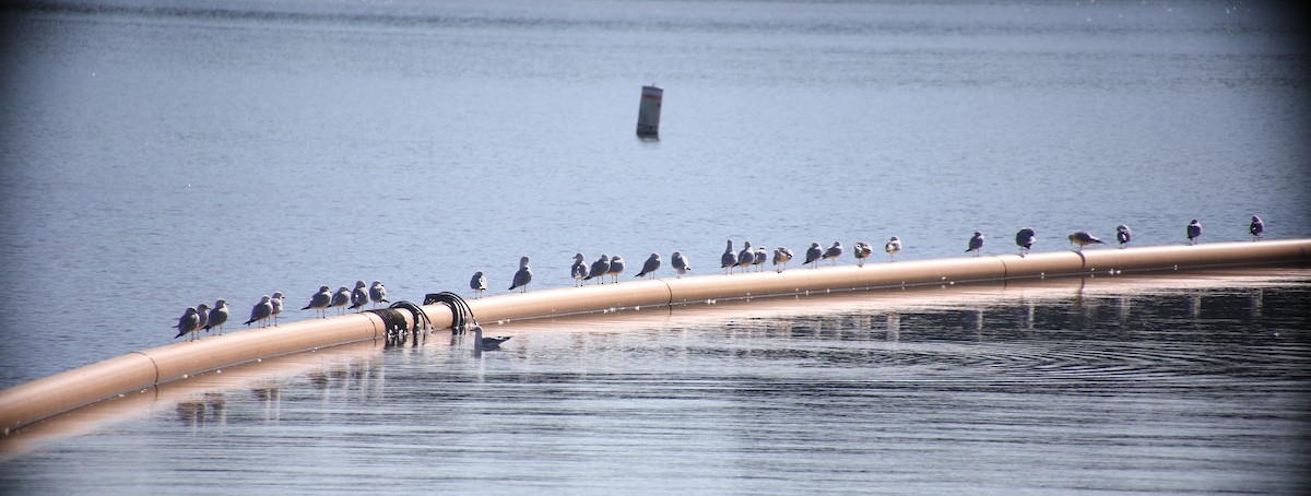 Gaviota de Delaware - ML303012331