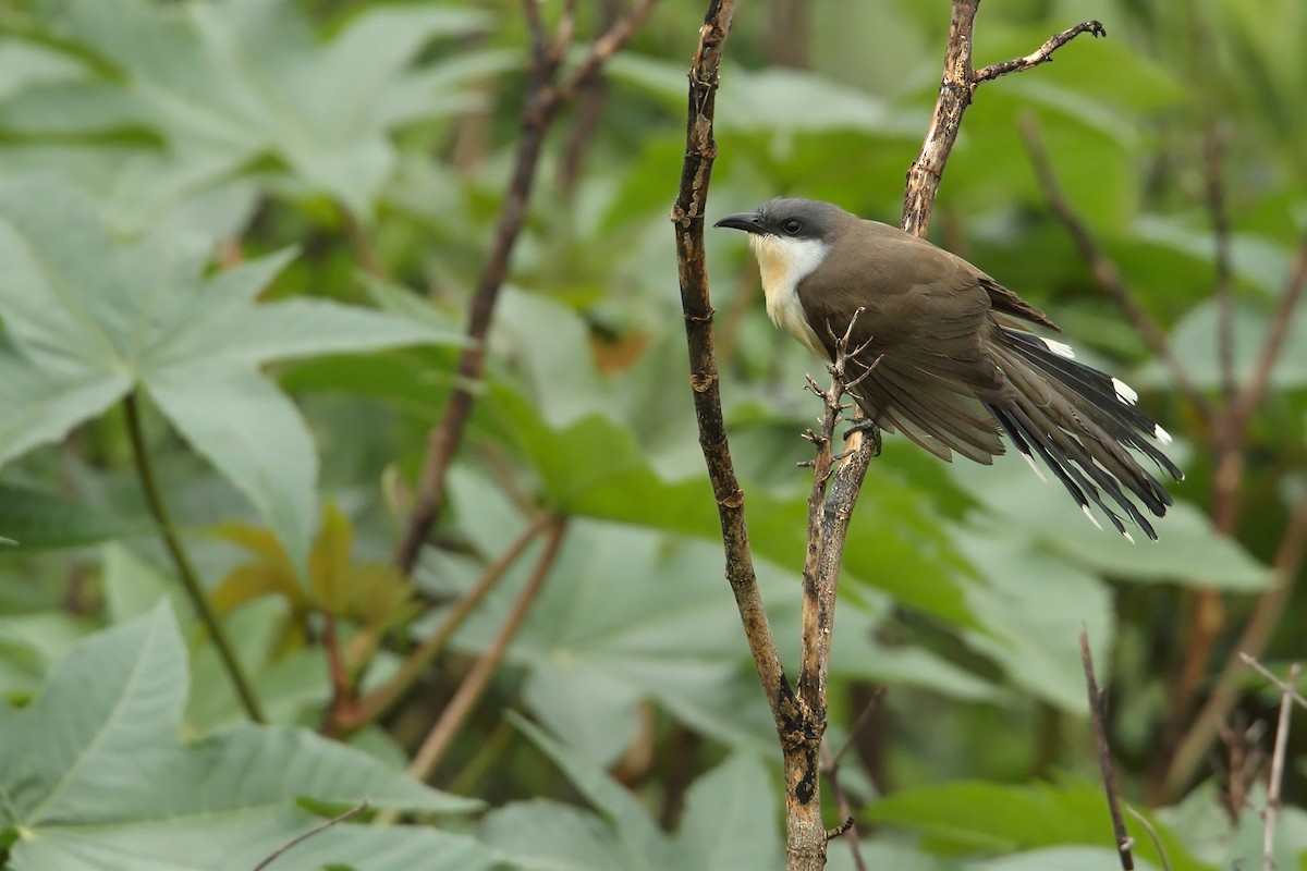 Dark-billed Cuckoo - ML303012371