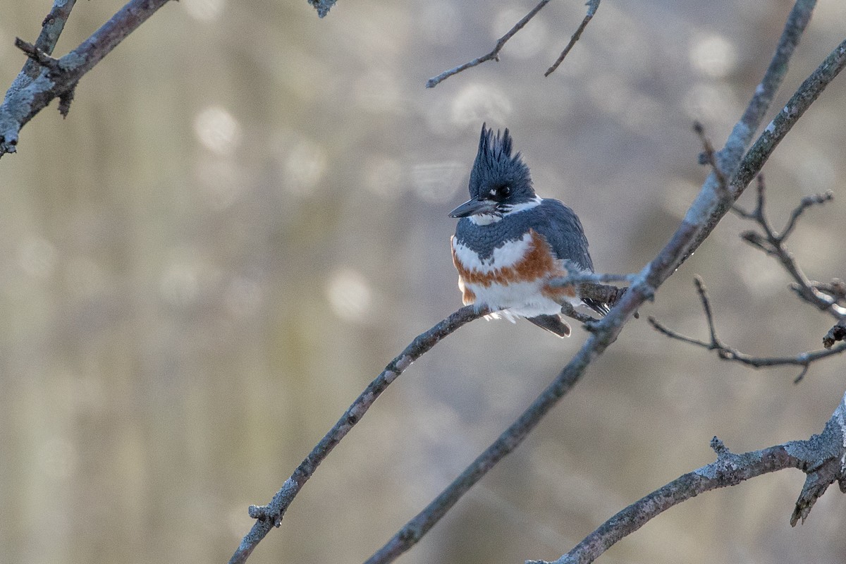 Belted Kingfisher - ML303012701