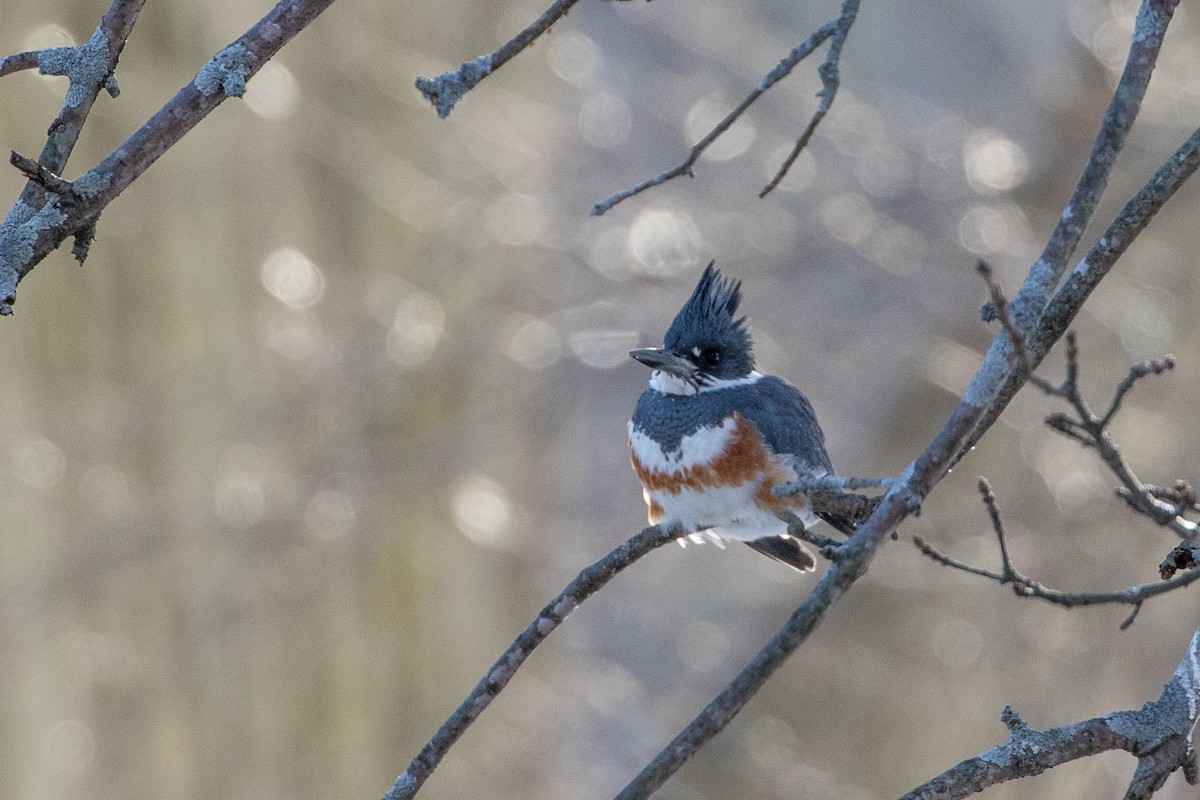 Belted Kingfisher - ML303012751