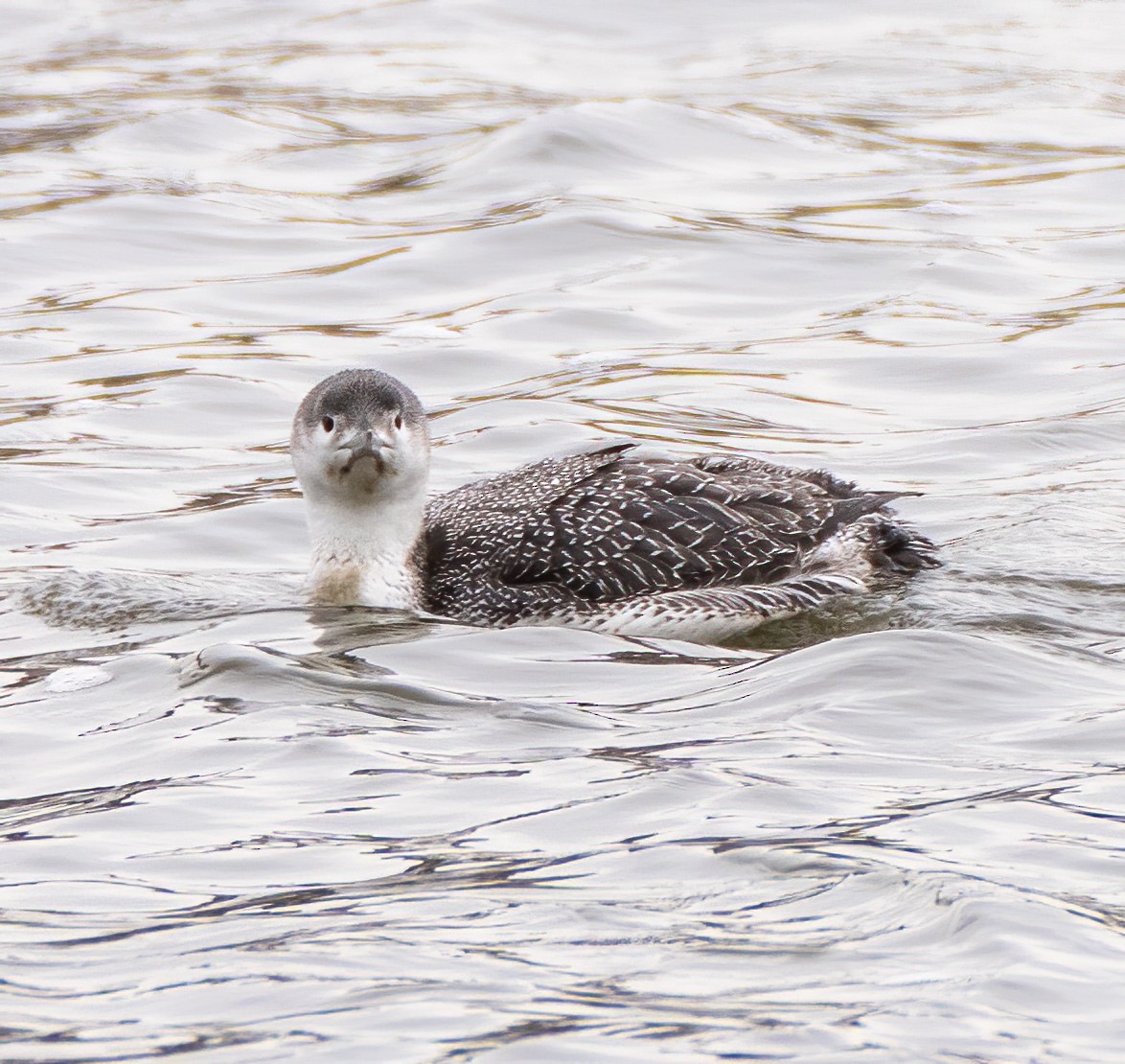 Red-throated Loon - ML303012871