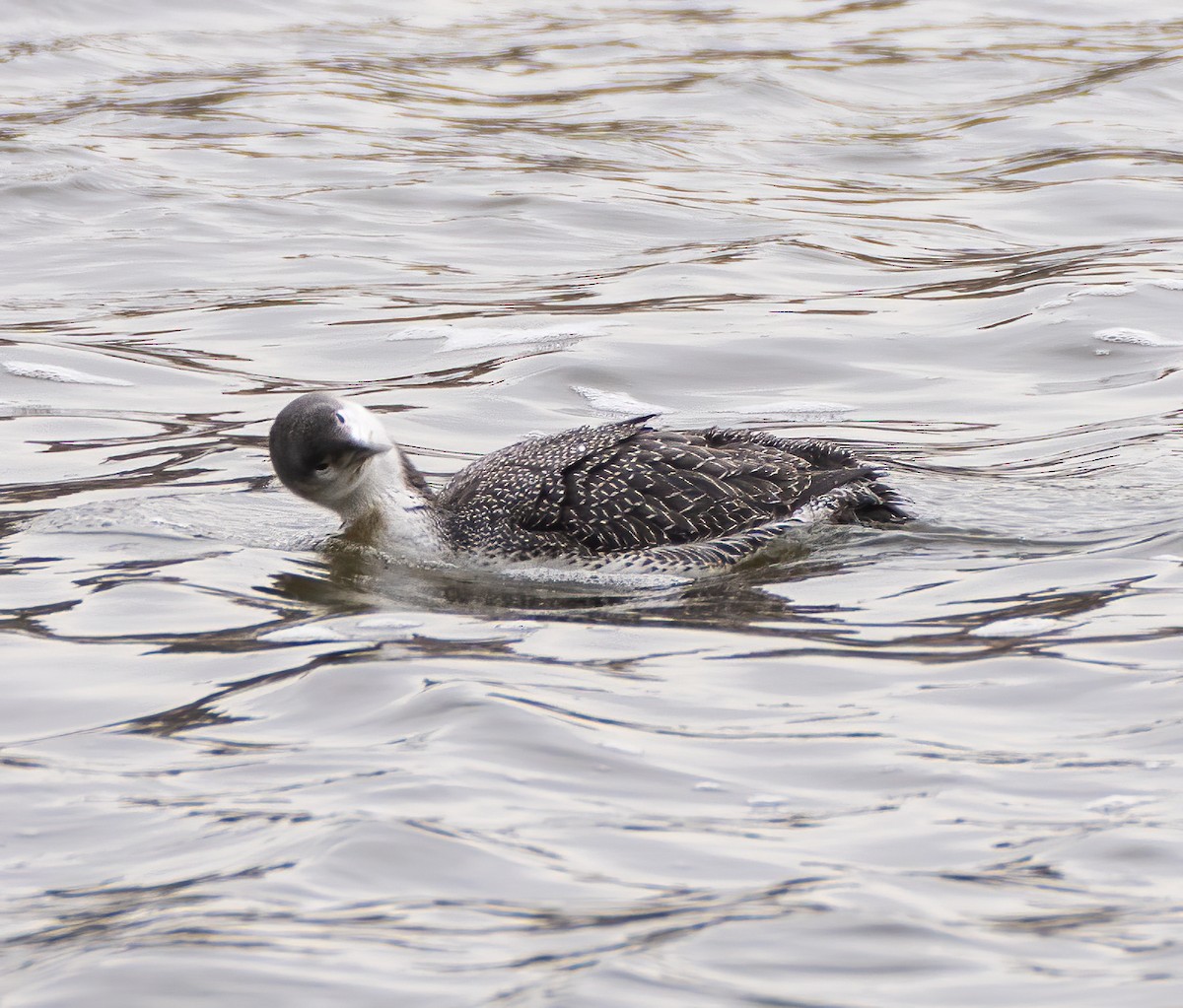 Red-throated Loon - ML303012891