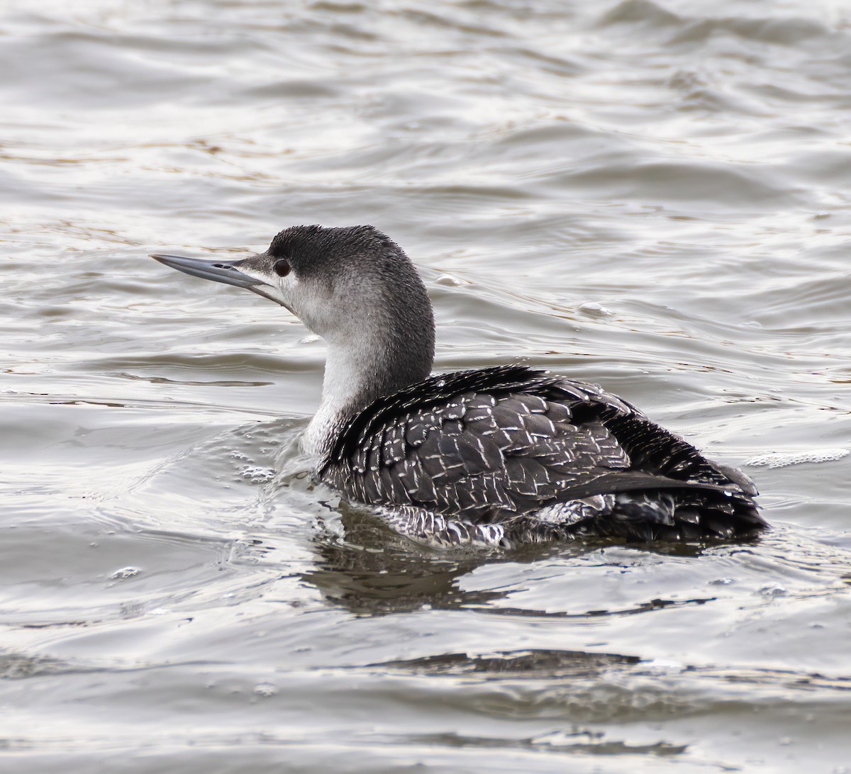 Red-throated Loon - ML303012901