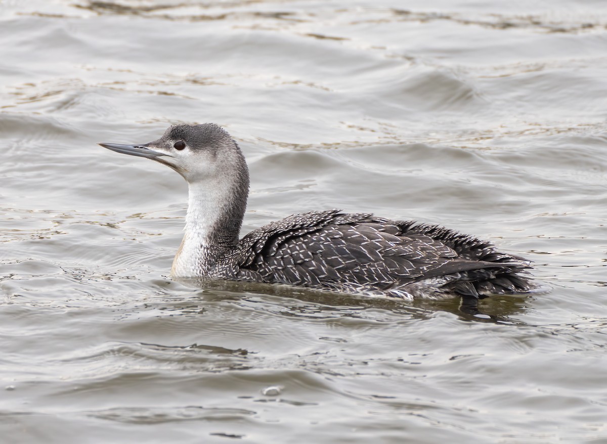 Red-throated Loon - ML303012921