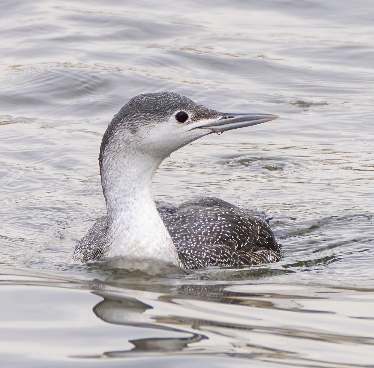 Red-throated Loon - ML303013001