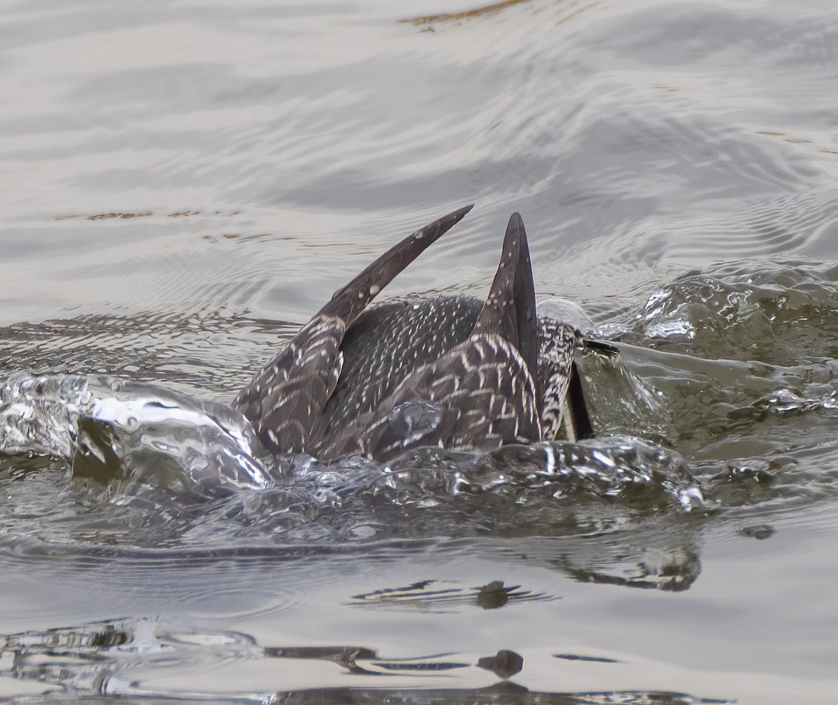 Red-throated Loon - ML303013021
