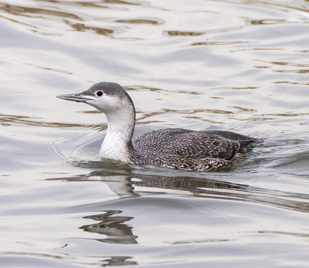 Red-throated Loon - ML303013051