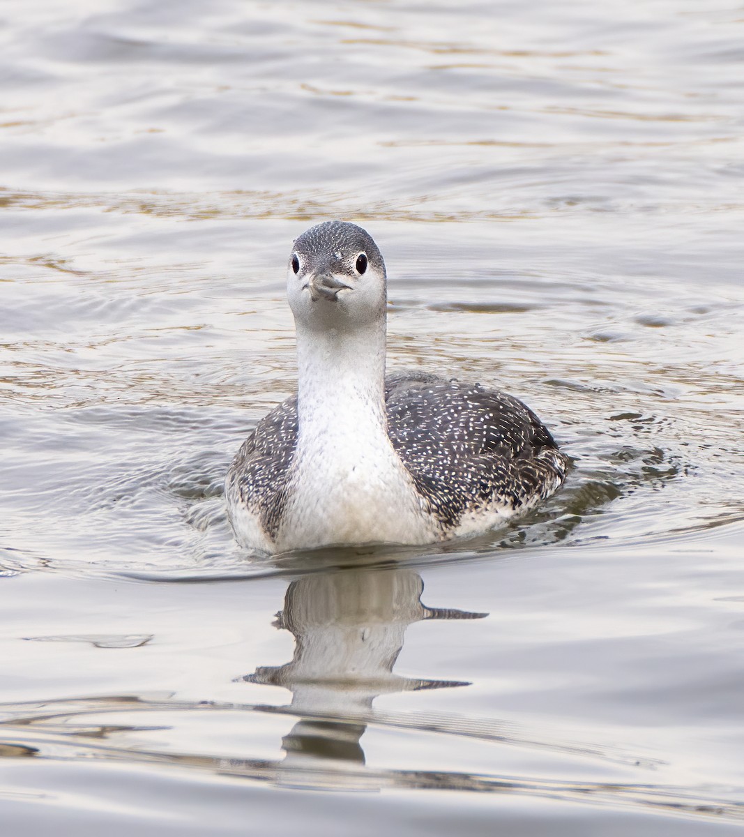 Red-throated Loon - ML303013061