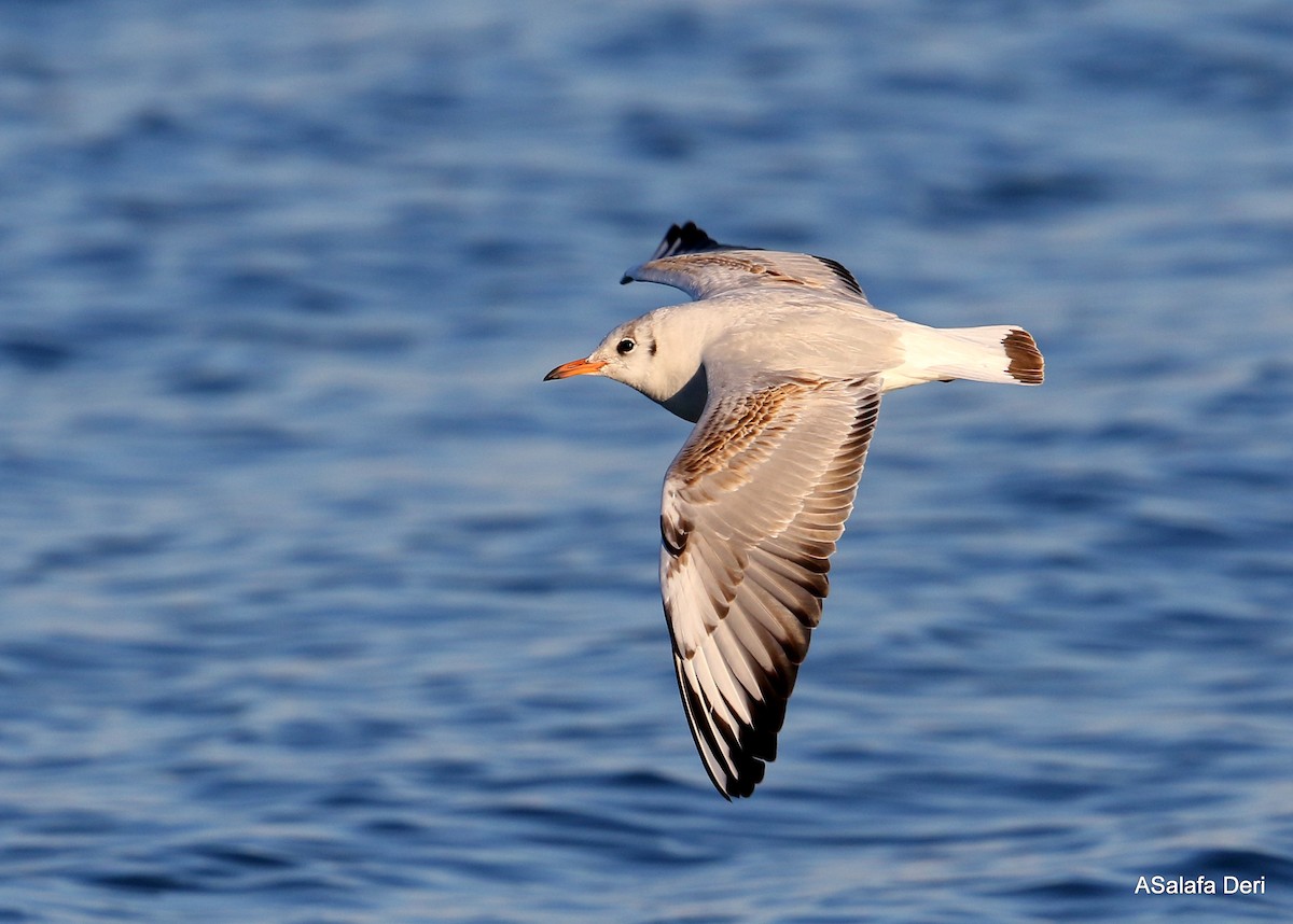 Black-headed Gull - ML303018771