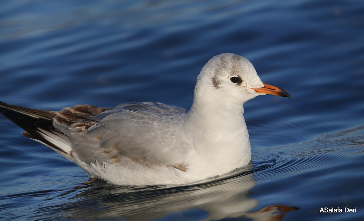 Mouette rieuse - ML303018811