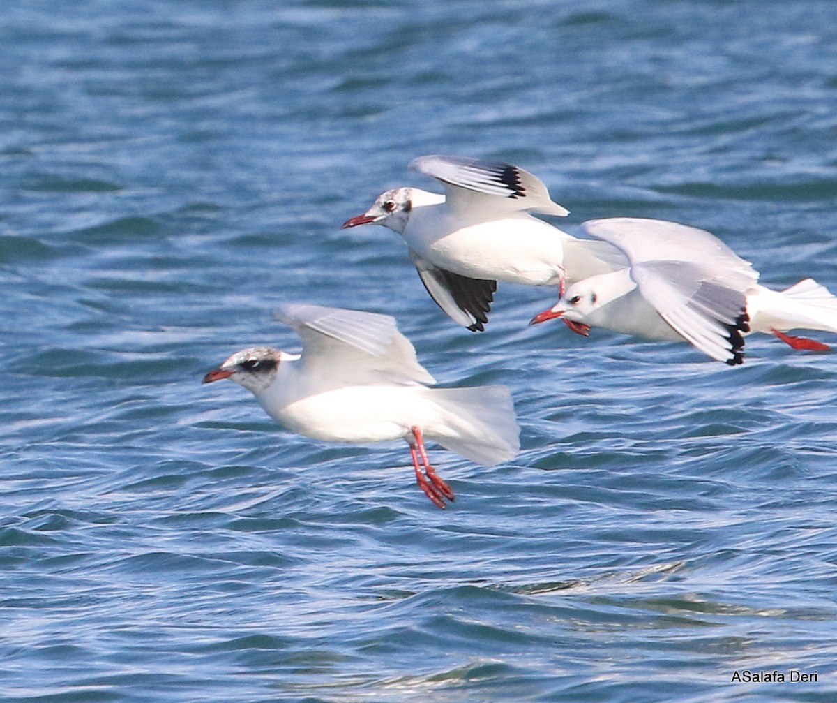 Mediterranean Gull - ML303019091