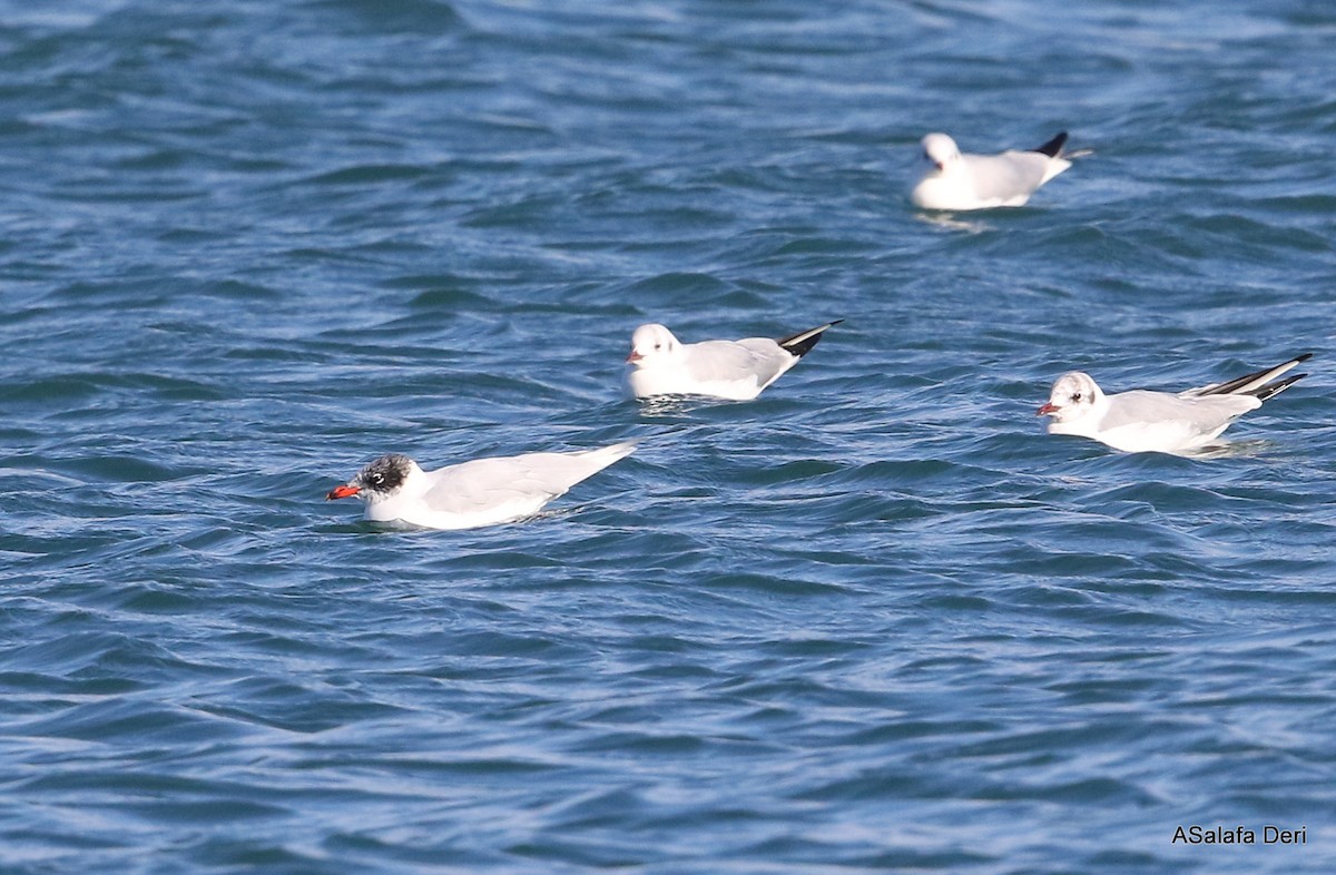 Mediterranean Gull - ML303019111