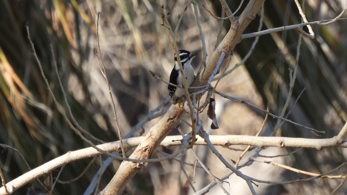 Downy Woodpecker - ML303022711