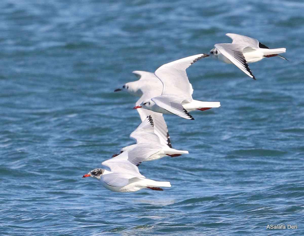 Mediterranean Gull - Fanis Theofanopoulos (ASalafa Deri)