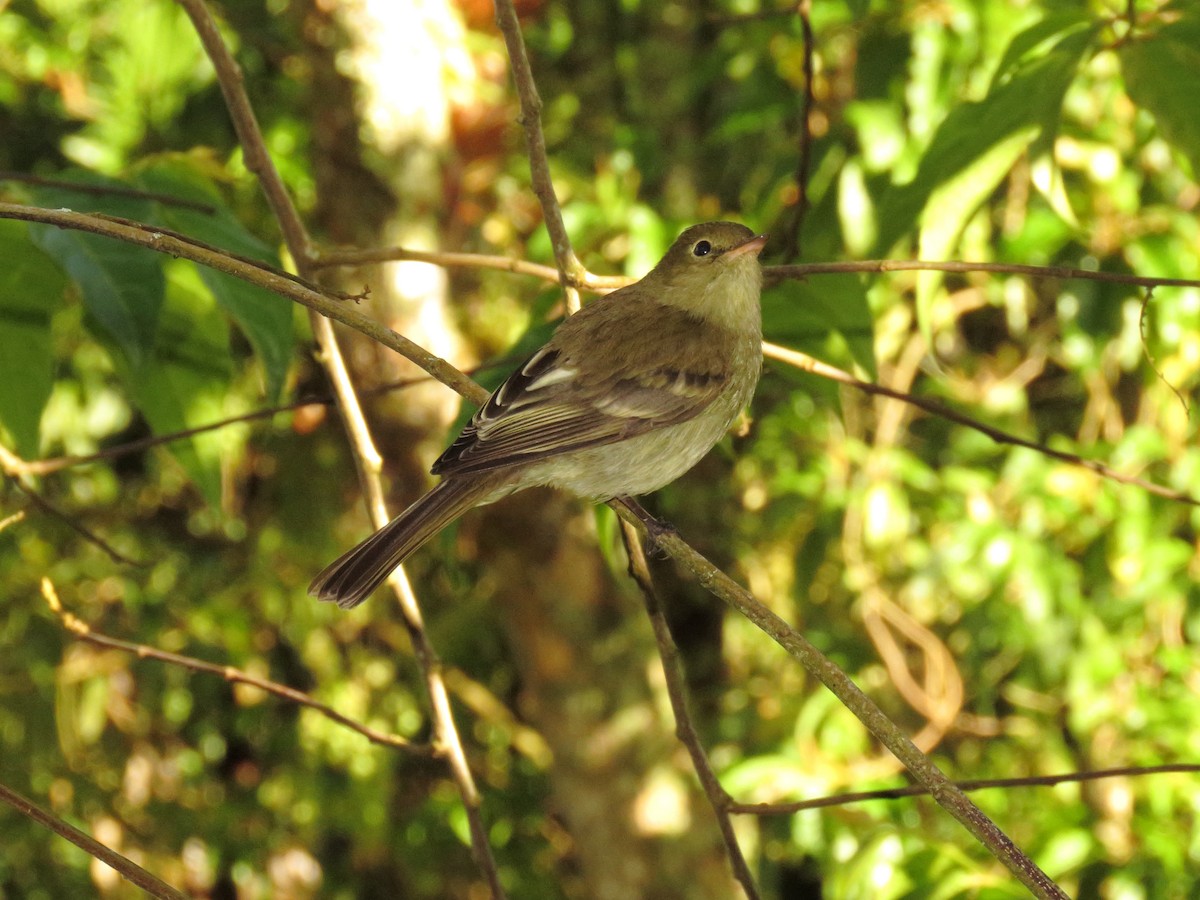 Mountain Elaenia - ML303025211