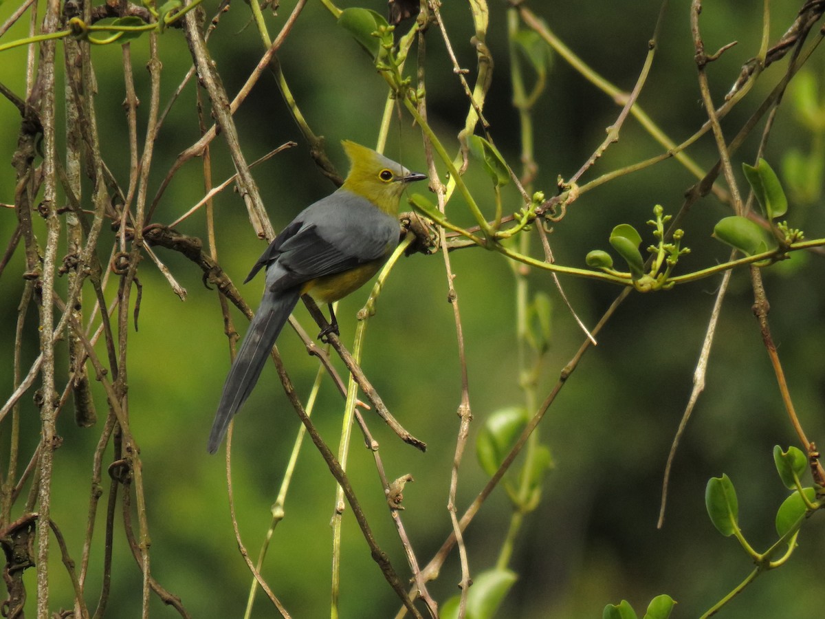 Long-tailed Silky-flycatcher - ML303025281