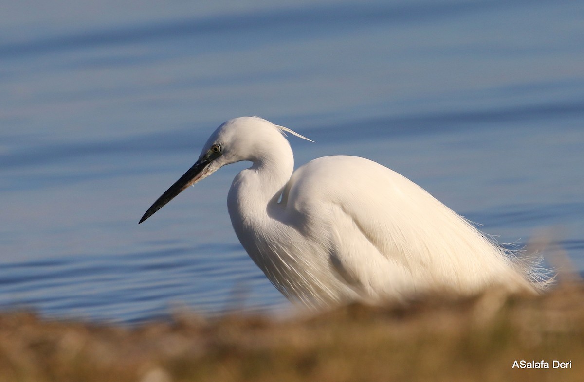 Little Egret (Western) - ML303026721