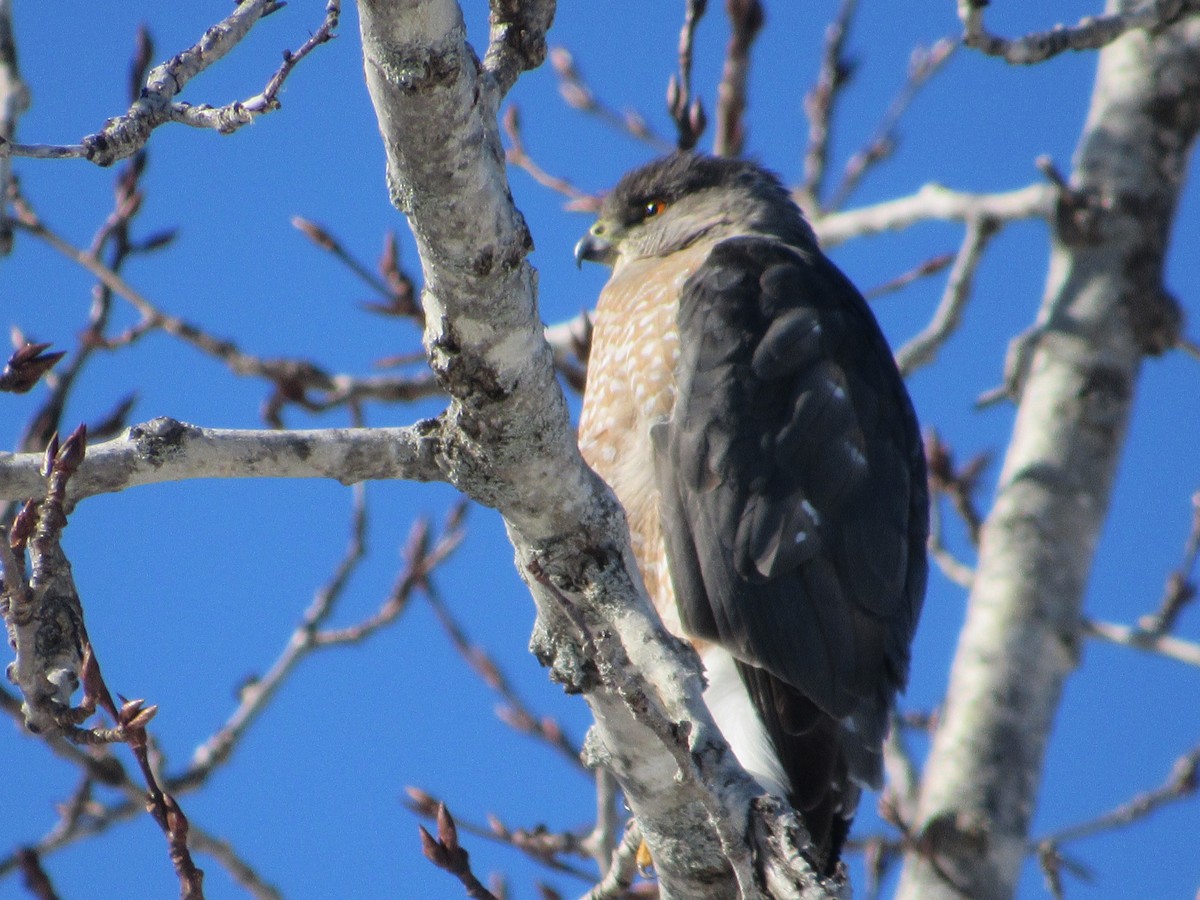 Cooper's Hawk - ML303027131