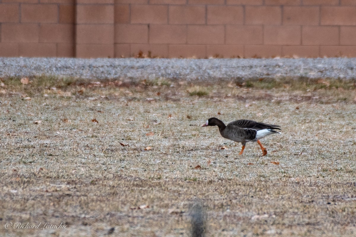 Greater White-fronted Goose - ML303027341