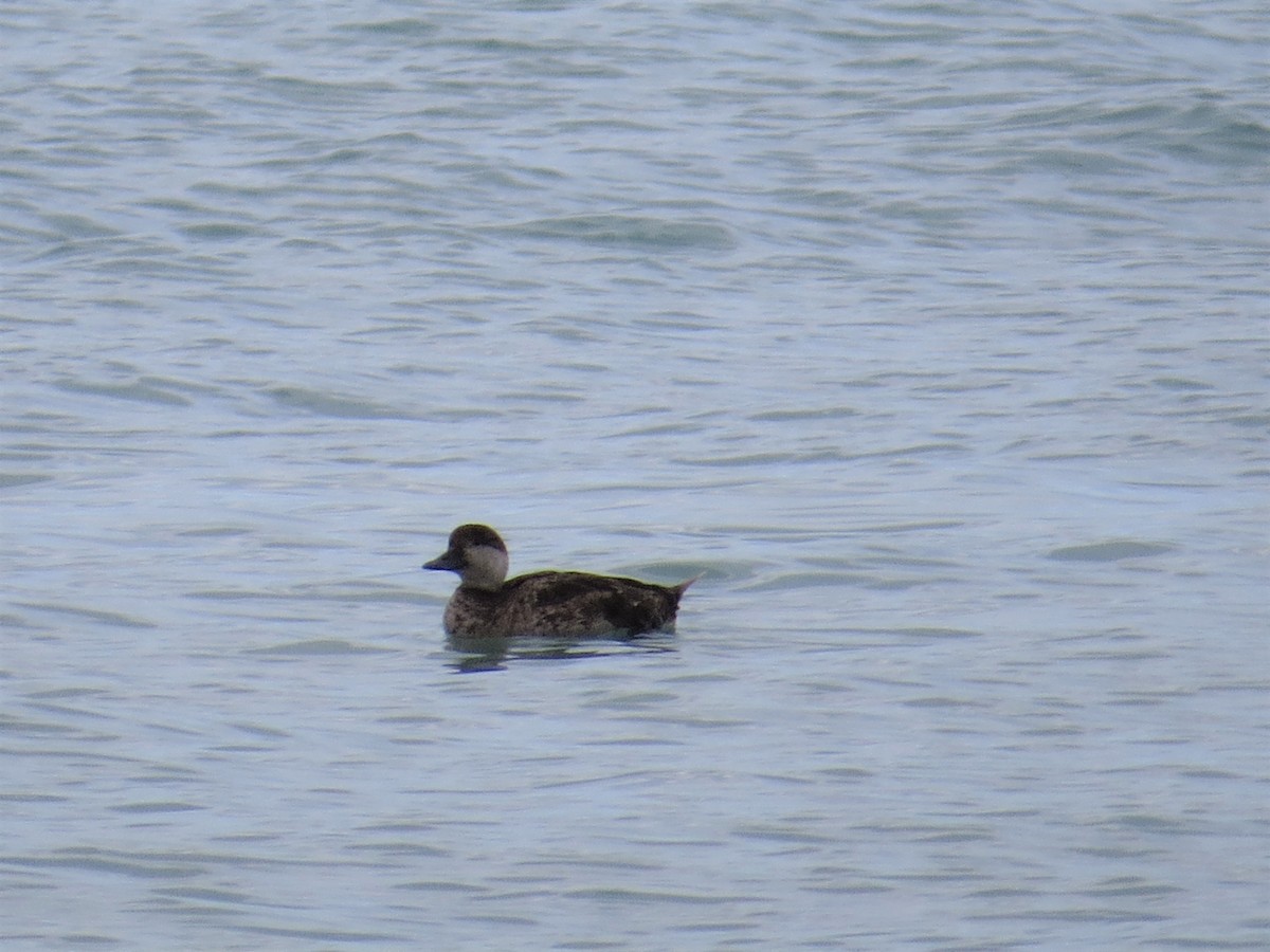 Black Scoter - Kelley Berkey