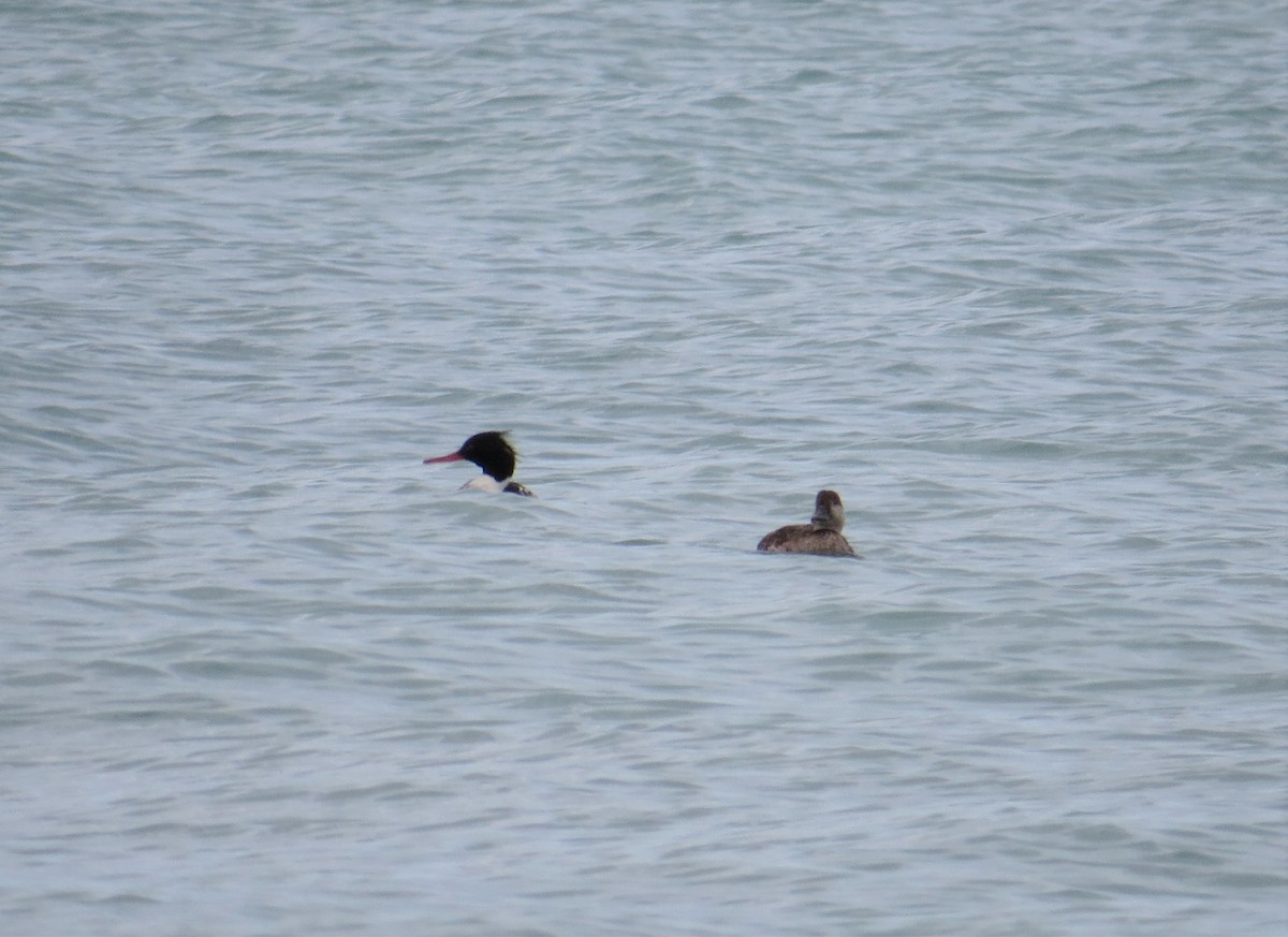 Black Scoter - Kelley Berkey