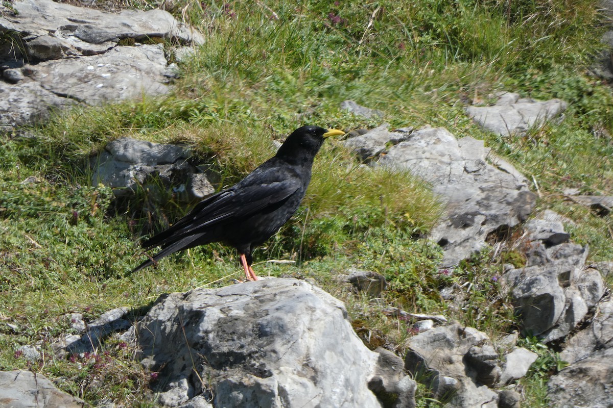 Yellow-billed Chough - ML303028561
