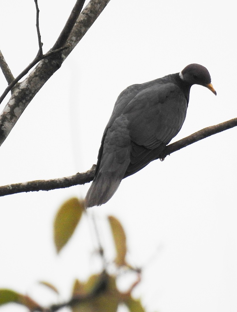 Band-tailed Pigeon - ML303028701