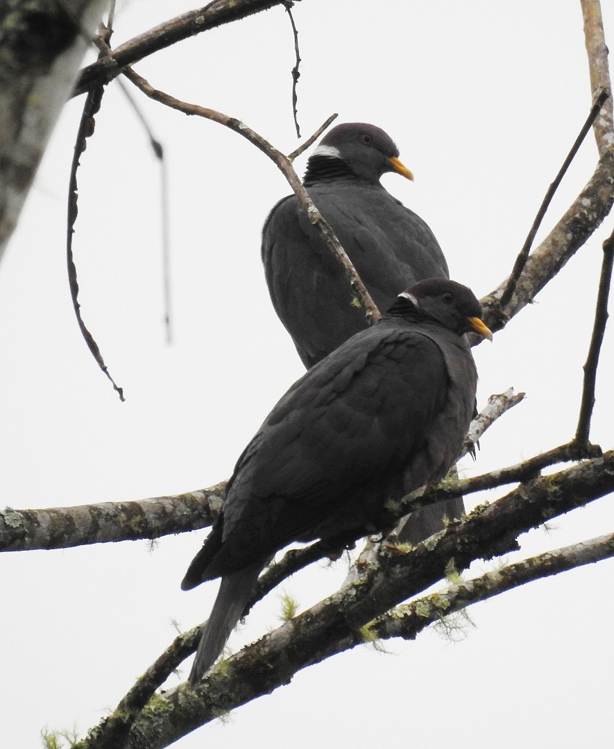 Band-tailed Pigeon - ML303028711