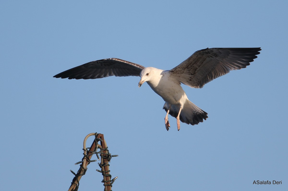 Yellow-legged Gull (michahellis) - Fanis Theofanopoulos (ASalafa Deri)