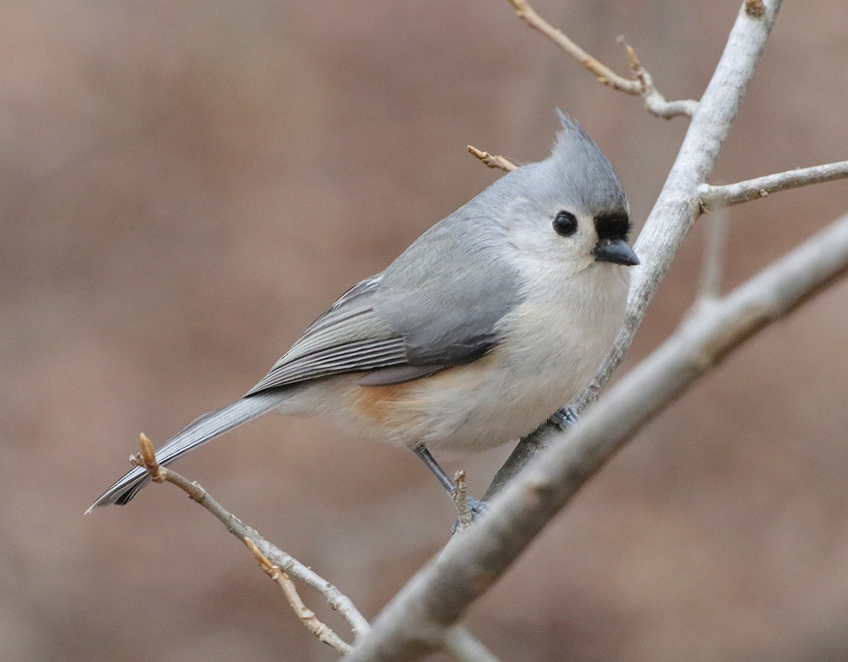 Tufted Titmouse - ML303031351
