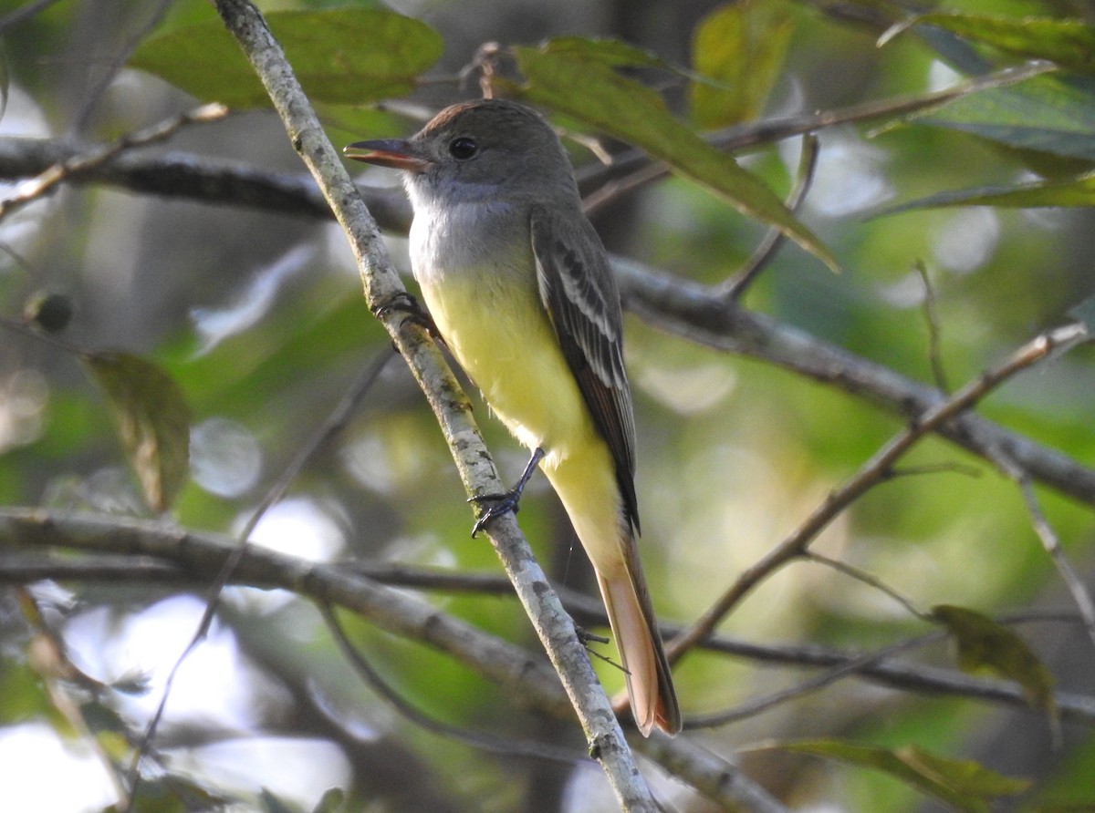 Great Crested Flycatcher - ML303032121