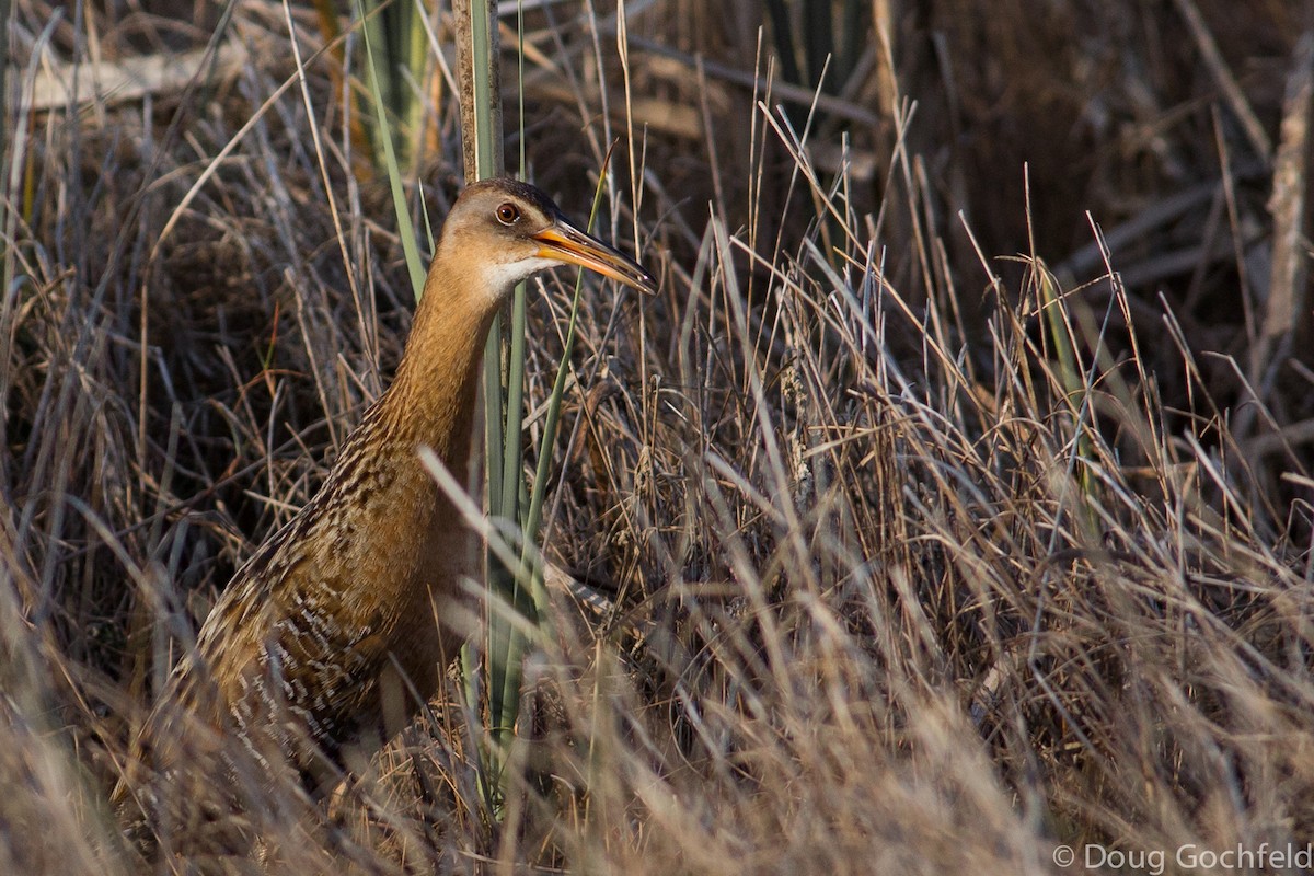 King Rail - Doug Gochfeld