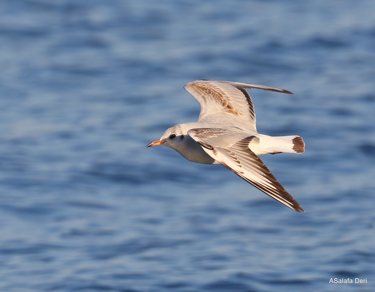 Black-headed Gull - Fanis Theofanopoulos (ASalafa Deri)